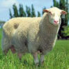 خوراک گوسفند پرواری-سناپالیز
