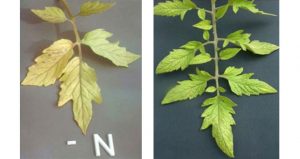 کمبود نیتروژن در گیاهان - سناپالیز