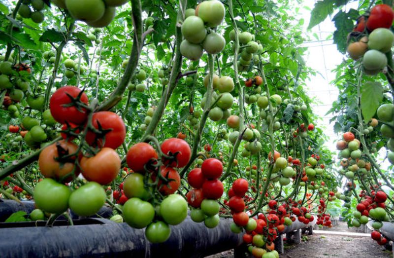 گوجه فرنگی گلخانه - سناپالیز