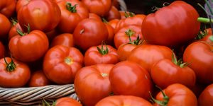 کشت هیدروپونیک گوجه فرنگی - سناپالیز