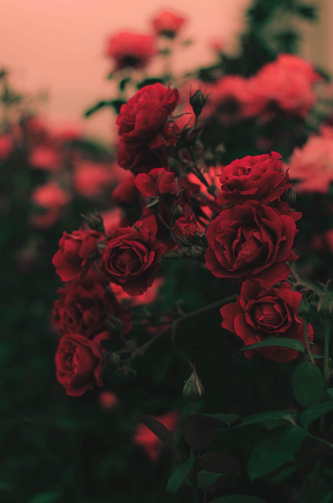 گل رز قرمز - سناپالیز