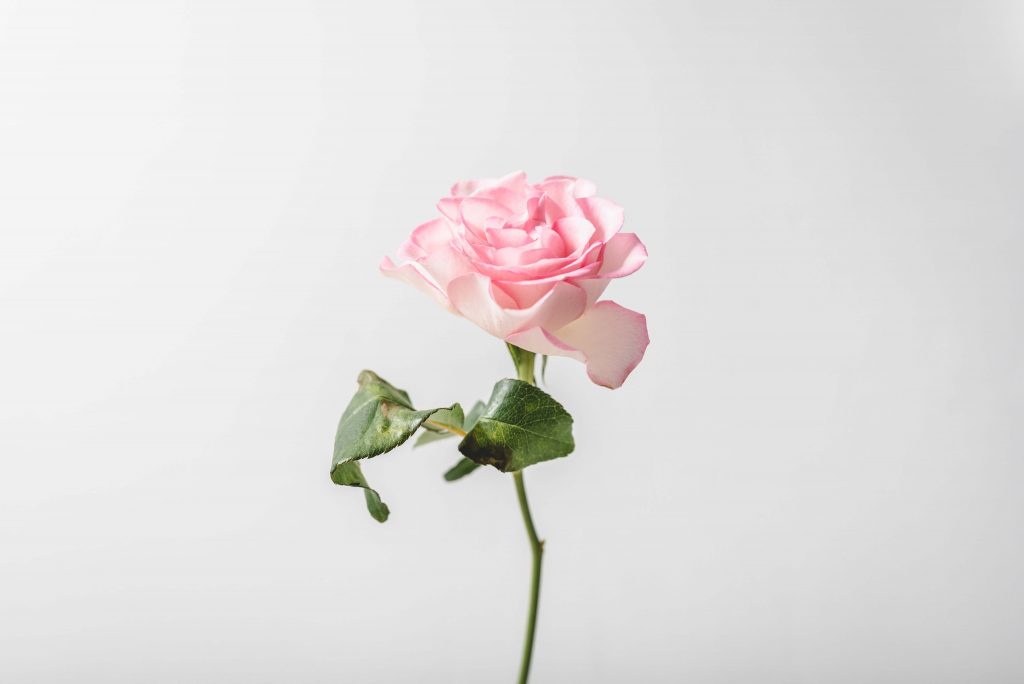 گل رز سفید - سناپالیز
